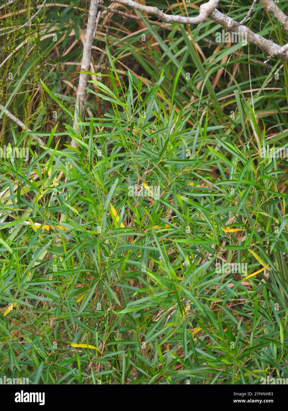 Akeake (Dodonaea viscosa Stock Photo - Alamy