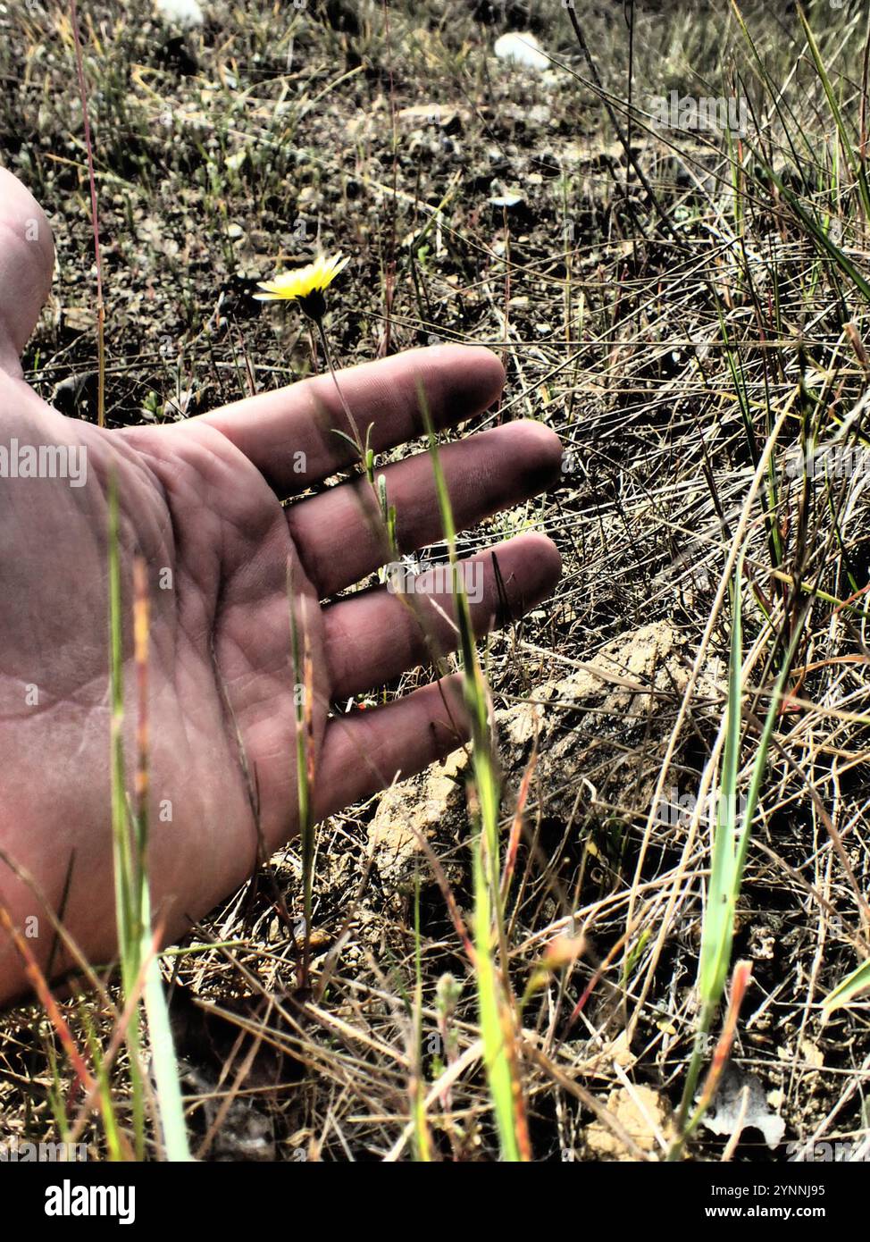 tidy tips (Layia platyglossa Stock Photo - Alamy