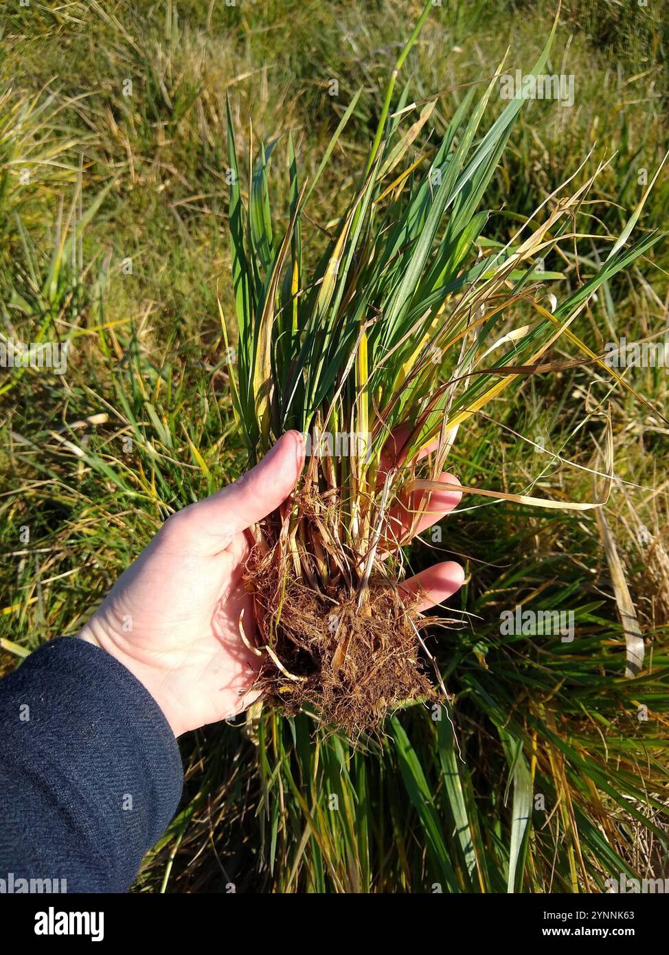 Meadow Foxtail Alopecurus Pratensis Stock Photo Alamy meadow-foxtail-alopecurus-pratensis-stock-photo-alamy