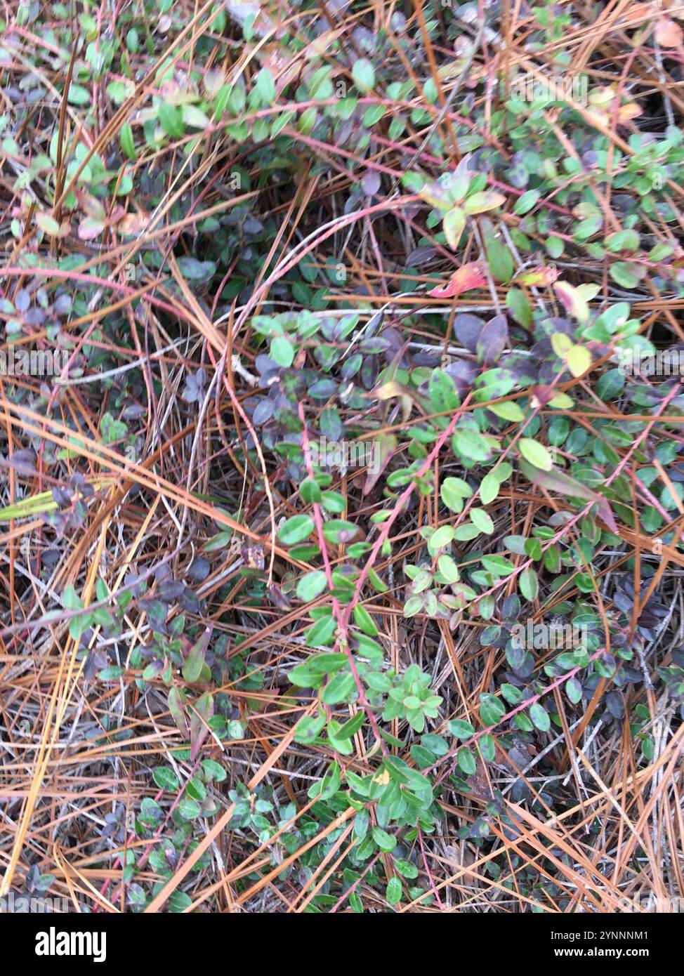 Creeping Blueberry (Vaccinium crassifolium Stock Photo - Alamy