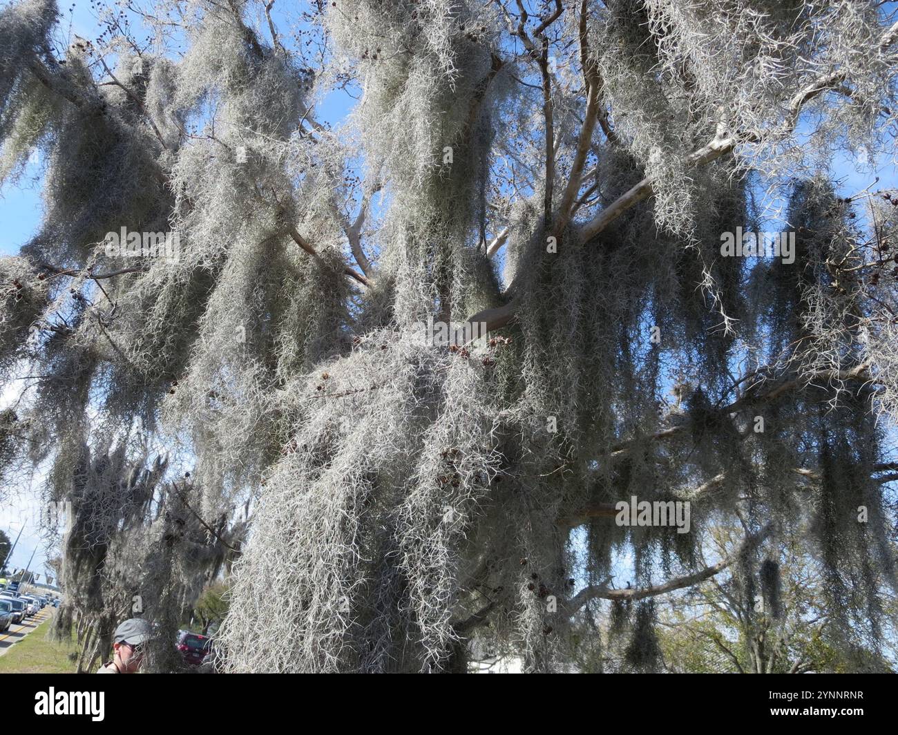 Spanish moss (Tillandsia usneoides Stock Photo - Alamy