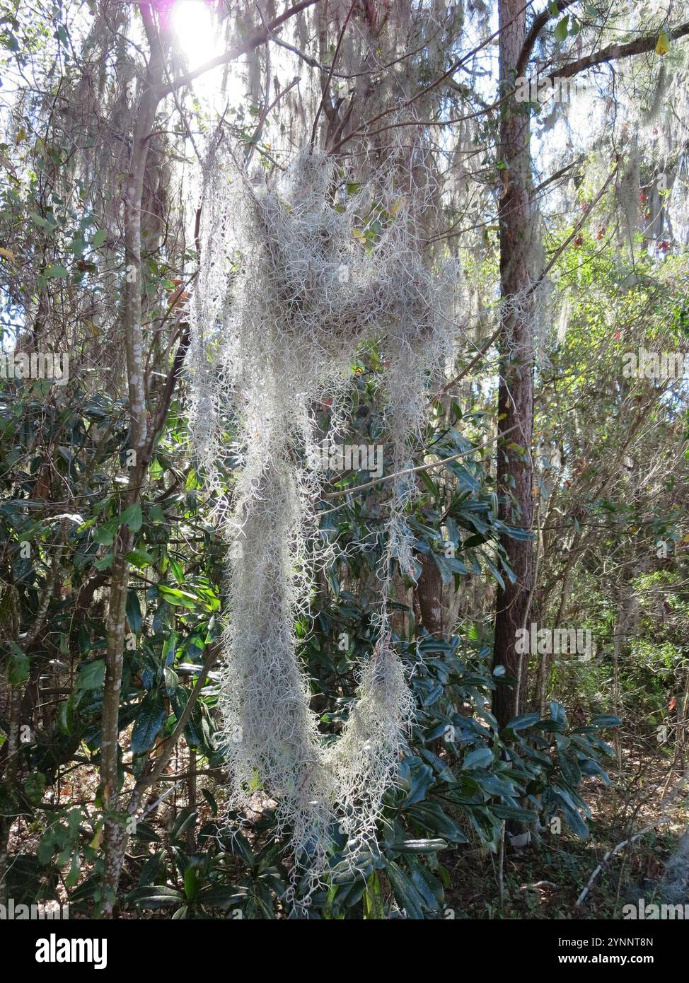 Spanish moss (Tillandsia usneoides Stock Photo - Alamy