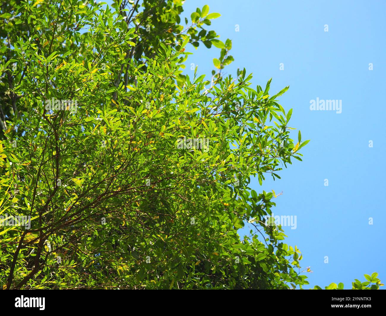 Akeake (Dodonaea viscosa Stock Photo - Alamy