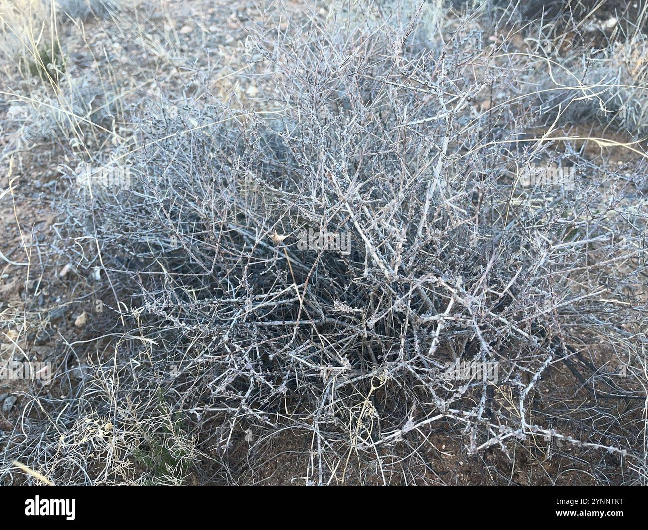Rhatany Rhatany hi-res stock photography and images - Alamy