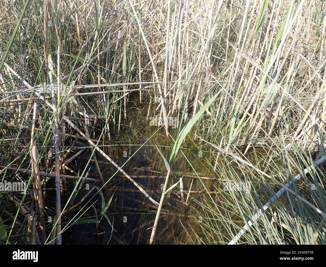 common reed (Phragmites australis Stock Photo - Alamy