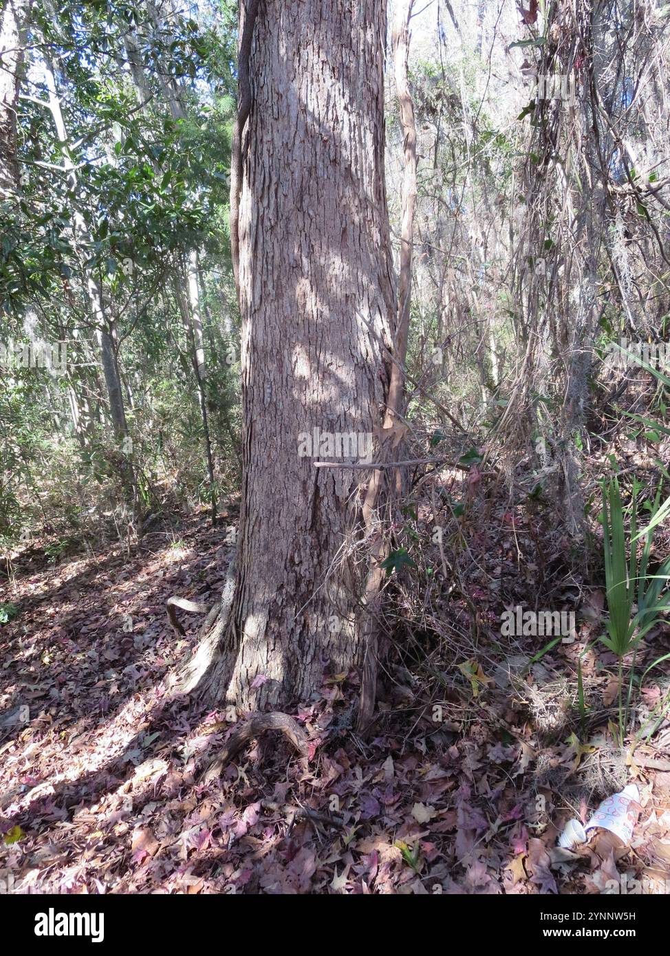Quercus michauxii hi-res stock photography and images - Alamy