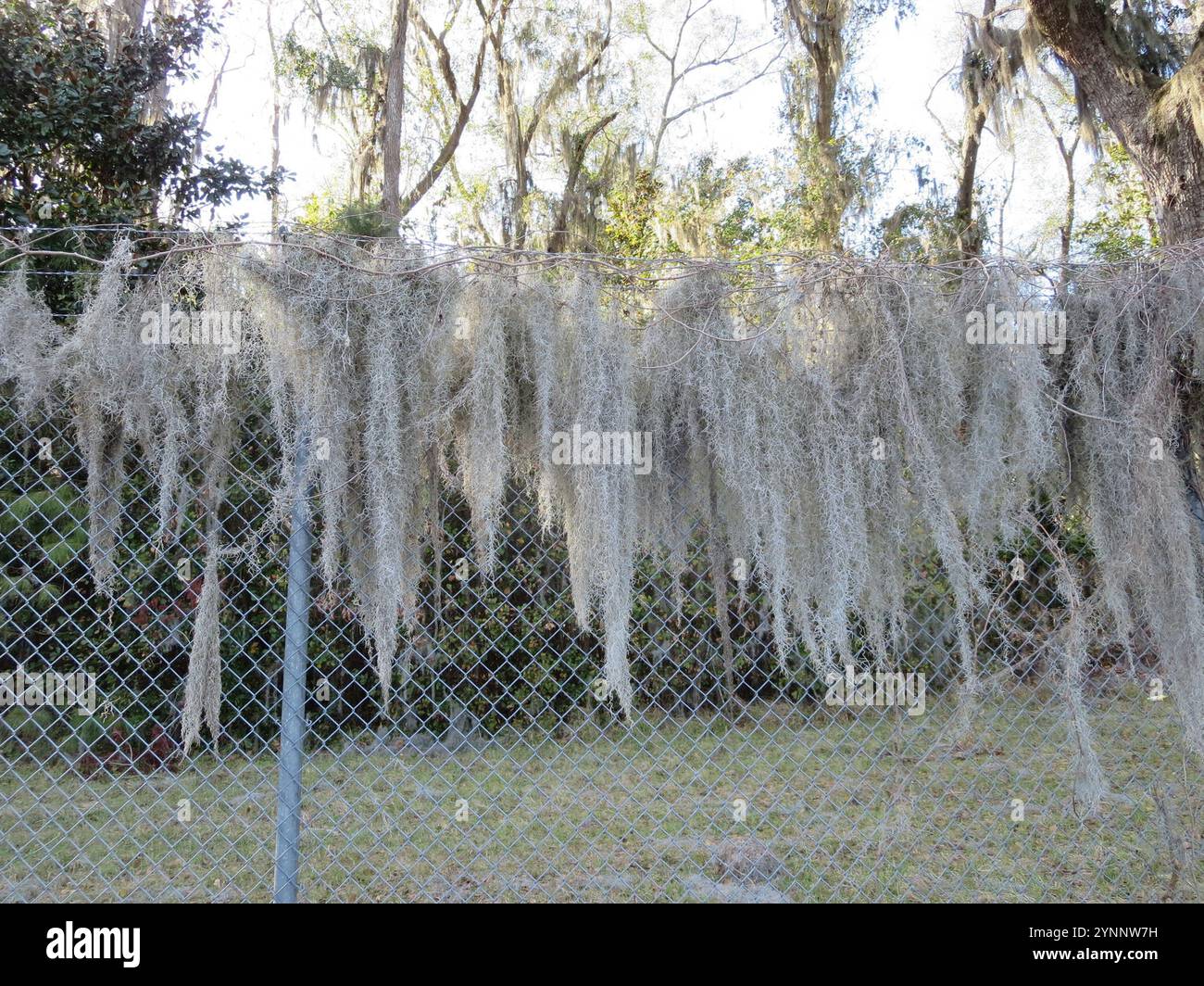 Spanish moss (Tillandsia usneoides Stock Photo - Alamy