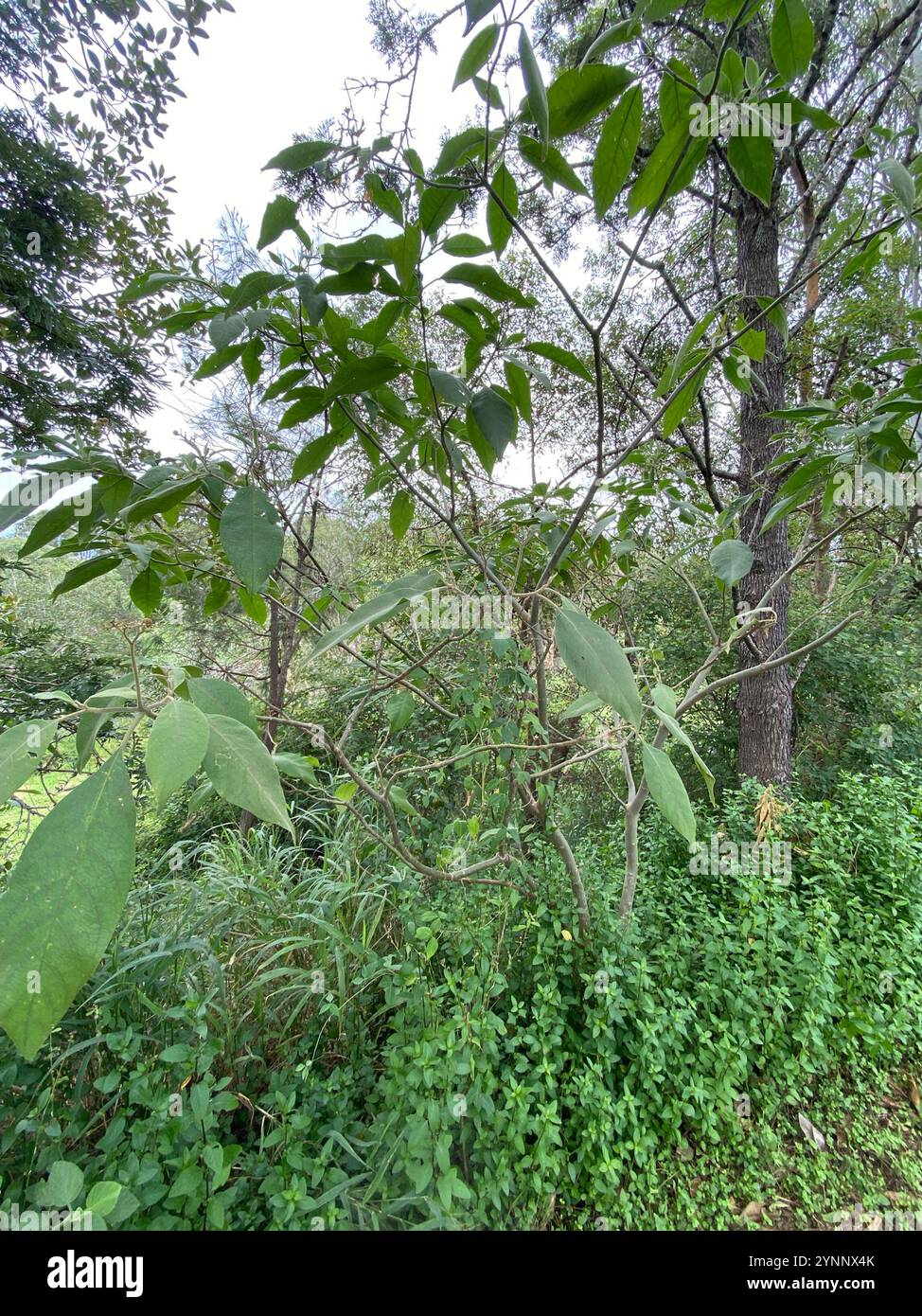 bugweed (Solanum mauritianum Stock Photo - Alamy