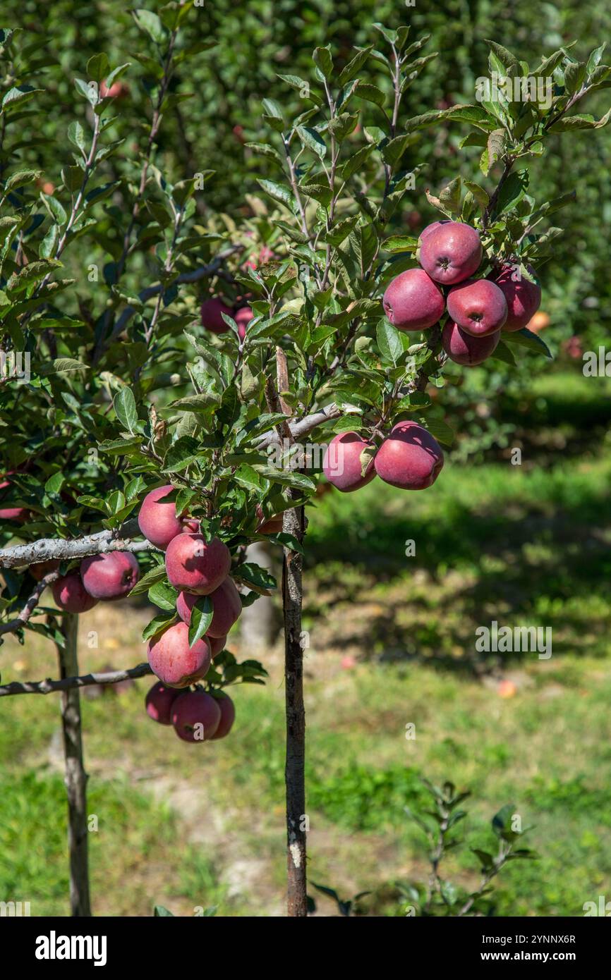 Apple Tree in Sangla Valley (Himachal Pradesh, India) Stock Photo