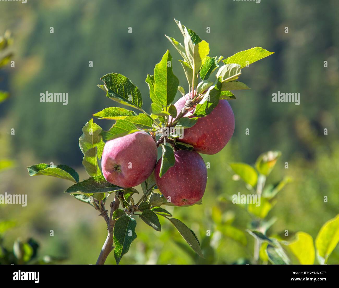 Apple Tree in Sangla Valley (Himachal Pradesh, India) Stock Photo