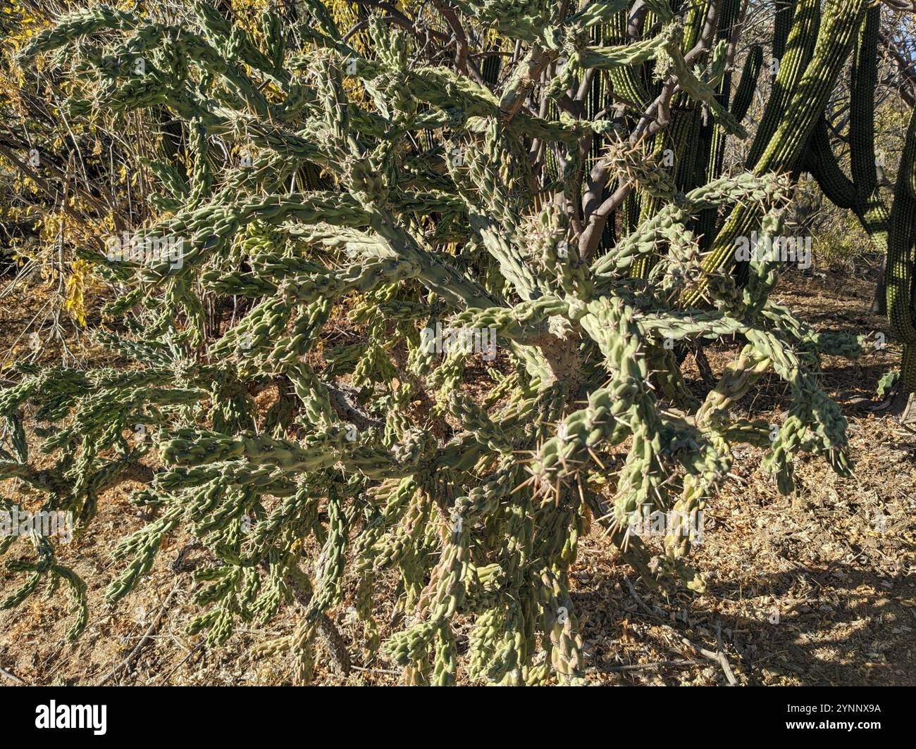 Chain-link Cholla (Cylindropuntia cholla Stock Photo - Alamy