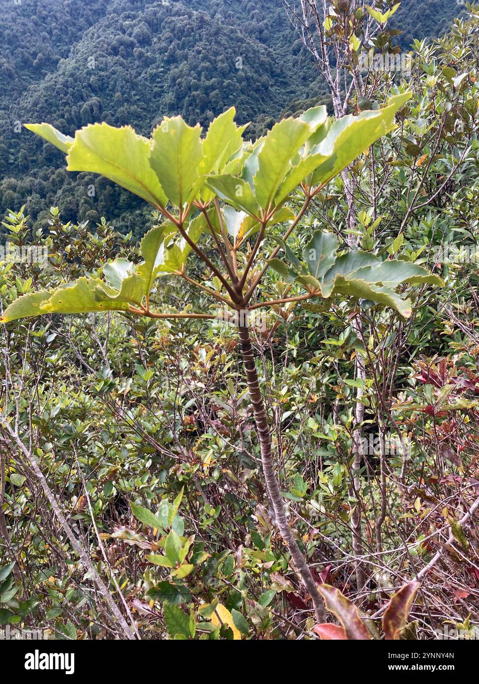 five finger (Pseudopanax arboreus Stock Photo - Alamy