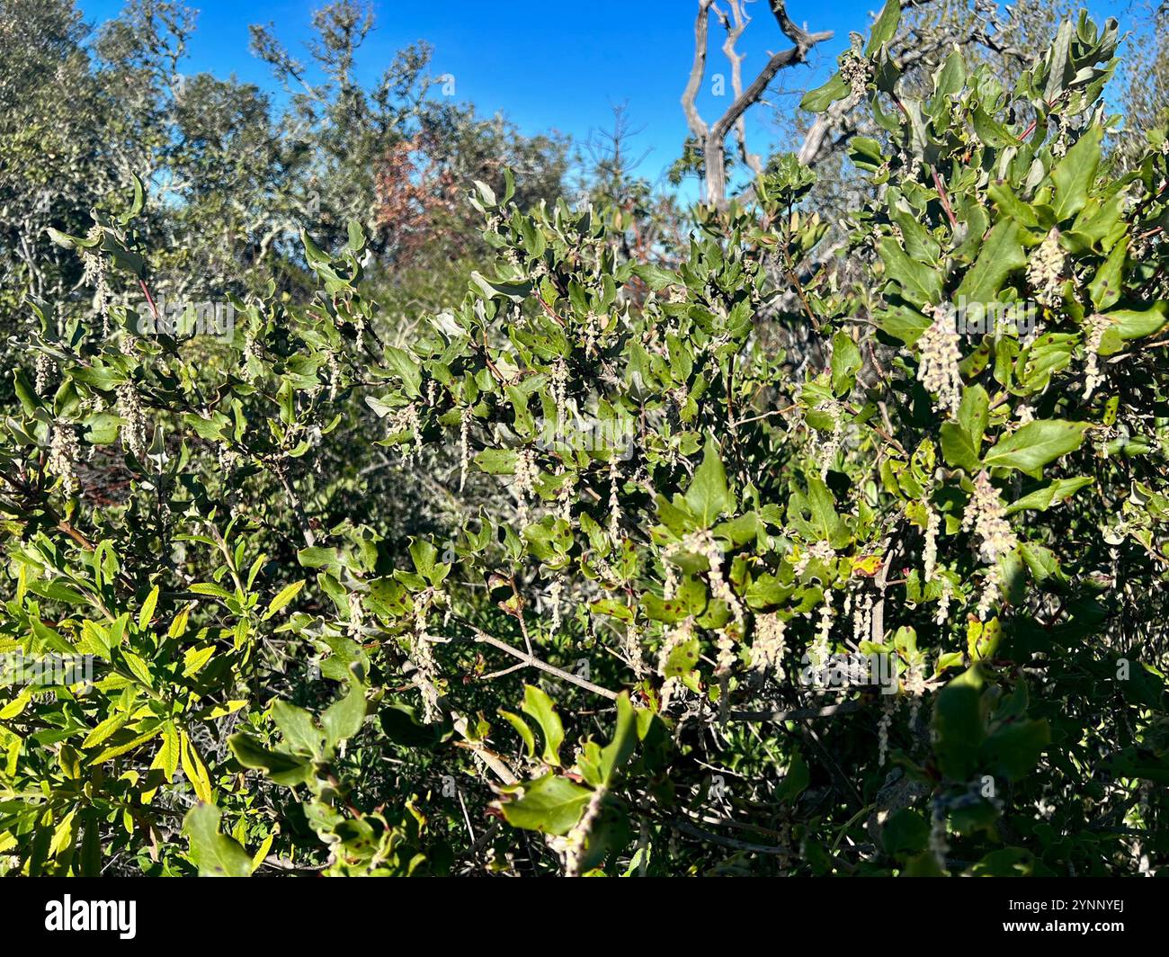Coast silk tassel (Garrya elliptica) Stock Photo