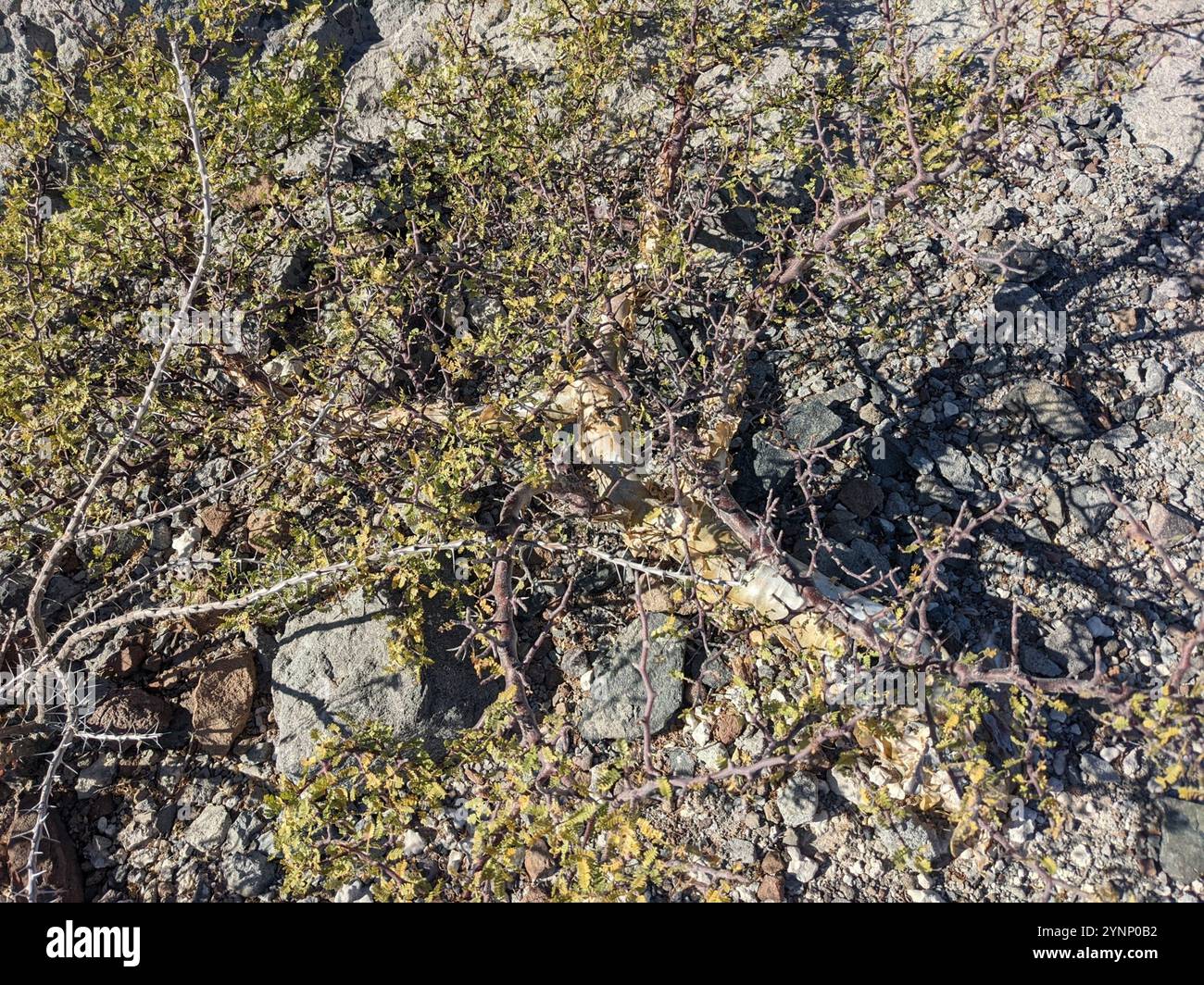 elephant tree (Bursera microphylla Stock Photo - Alamy