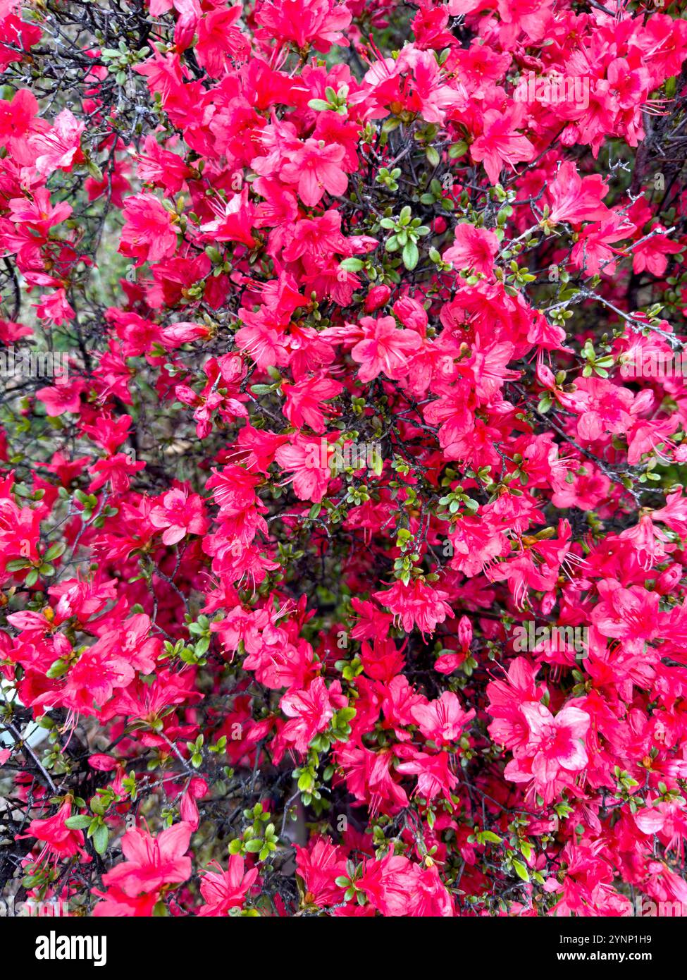 Blooming rhododendron japonicum background, Japanese azalea shrub pink ...