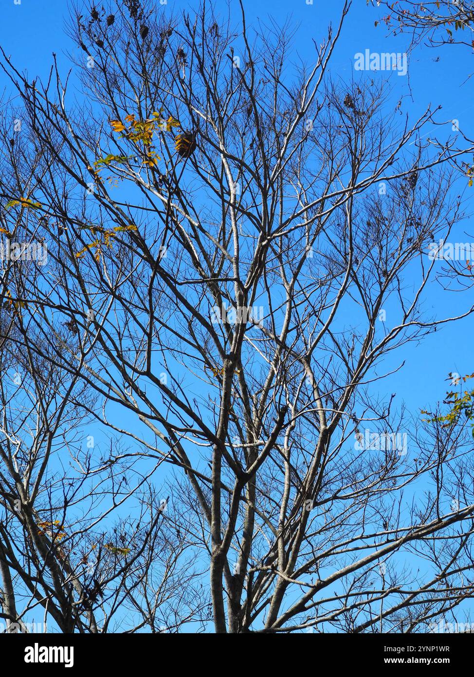 Reetha Tree Images Reetha (Sapindus mukorossi Stock Photo - Alamy