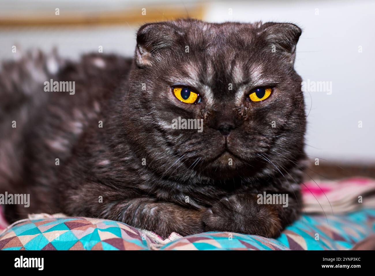 A sleek black cat with striking yellow eyes is comfortably laying on a ...