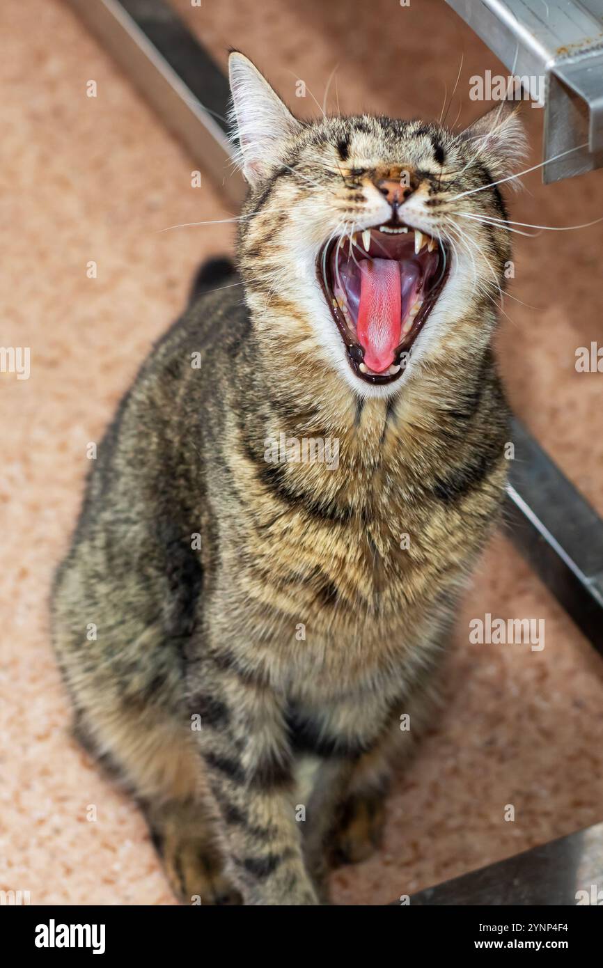 A cat is depicted with its mouth wide open and its tongue extended and hanging out, creating a humorous and adorable visual appeal Stock Photo