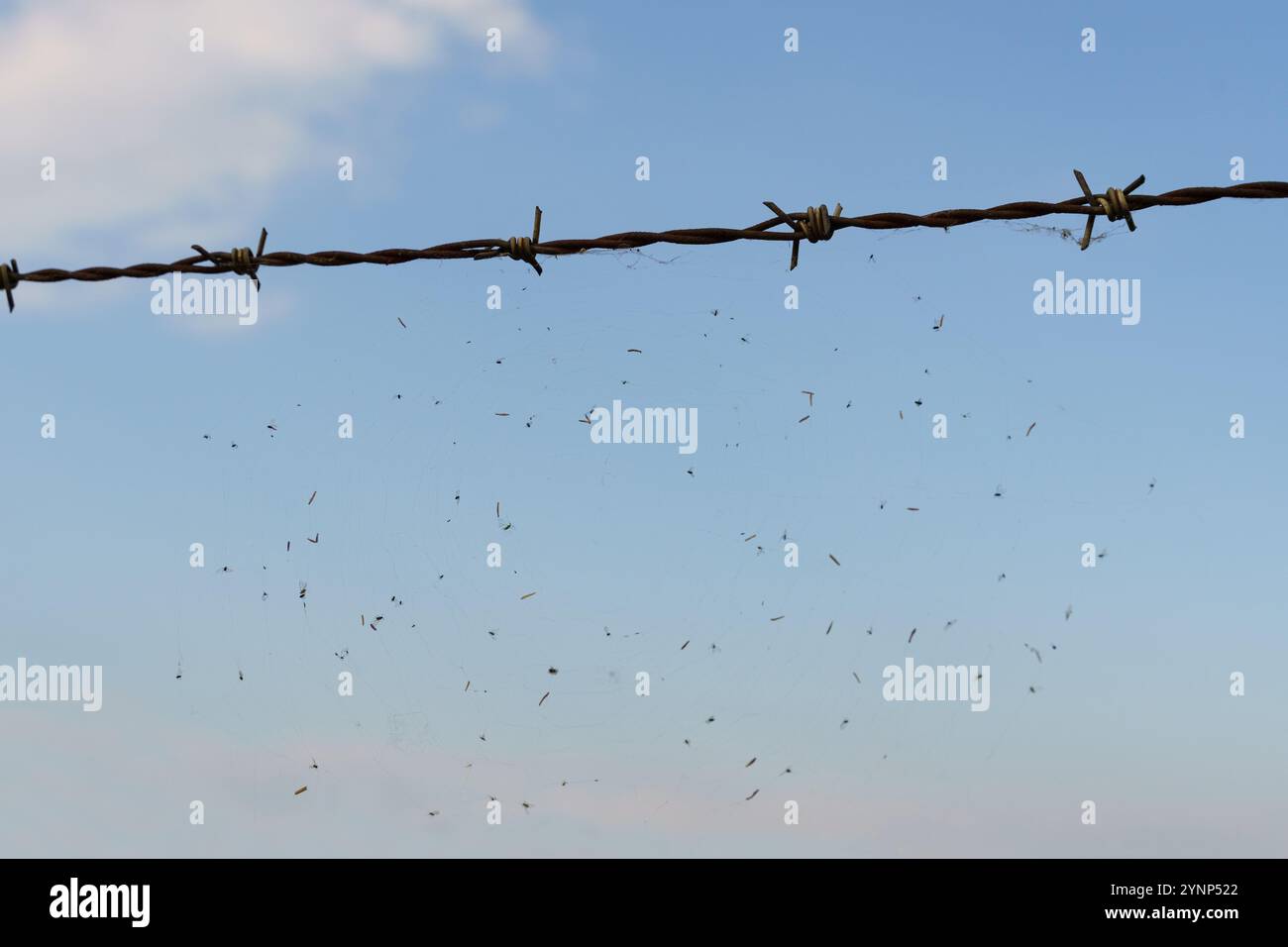 Creating habitat for insects hi-res stock photography and images - Alamy
