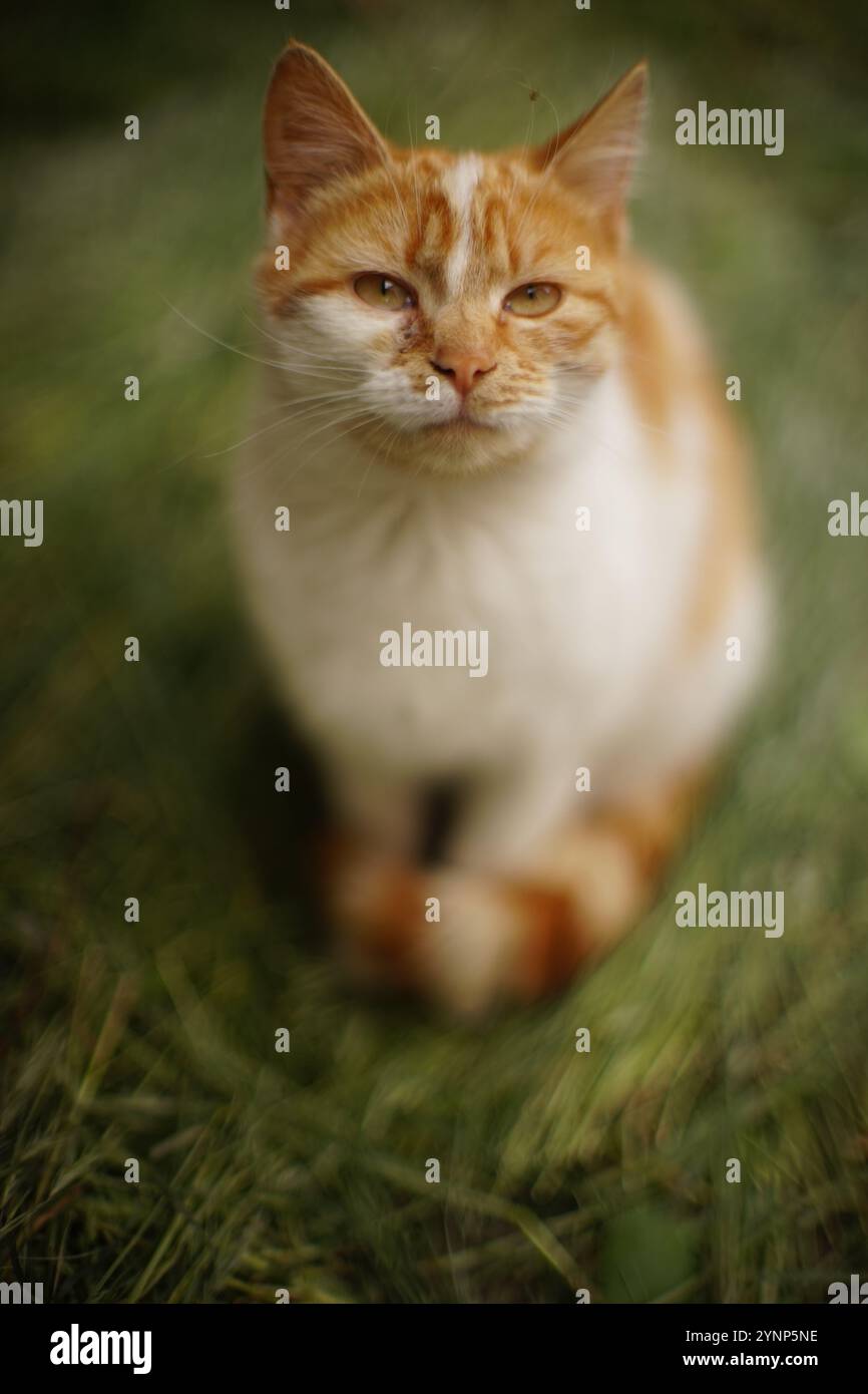 Ginger white cat rest on dry green grass on a spring day. Stock Photo