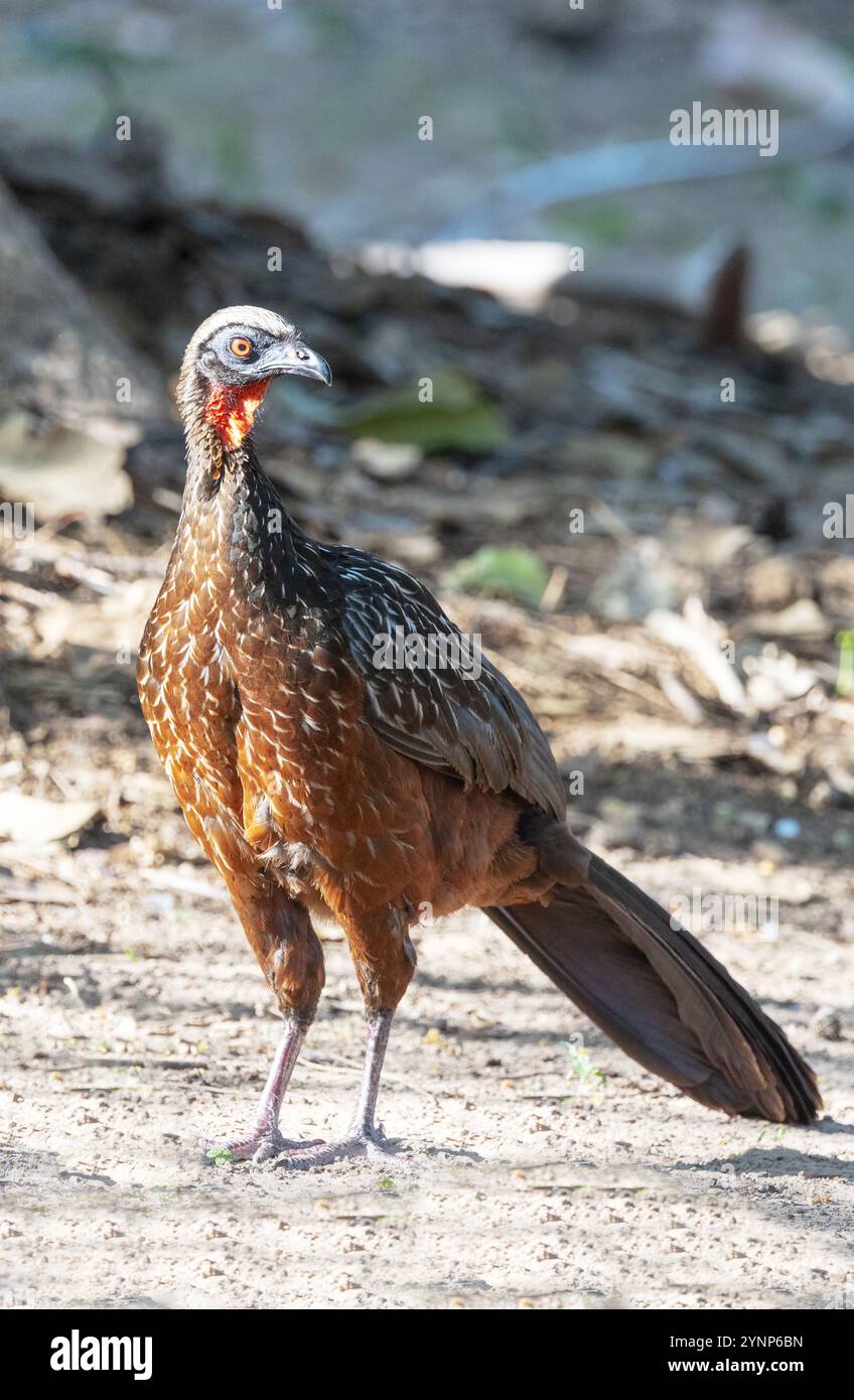 Chestnut Bellied Guan, Penelope ochrogaster, one adult on the ground ...