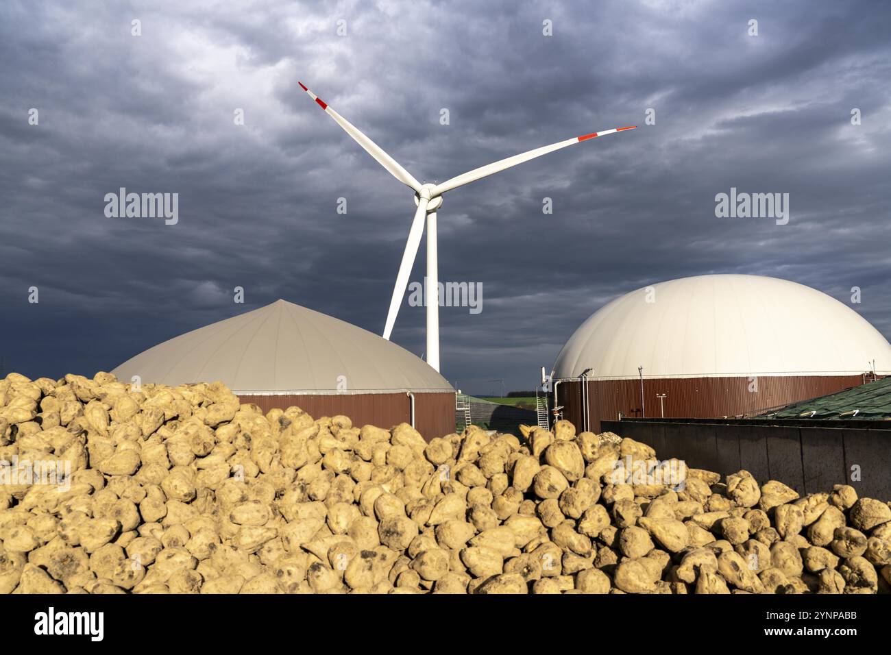 Biogas plant produces gas from various biomass, here the sugar beet storage, the electricity is produced in combined heat and power plants with the bi Stock Photo
