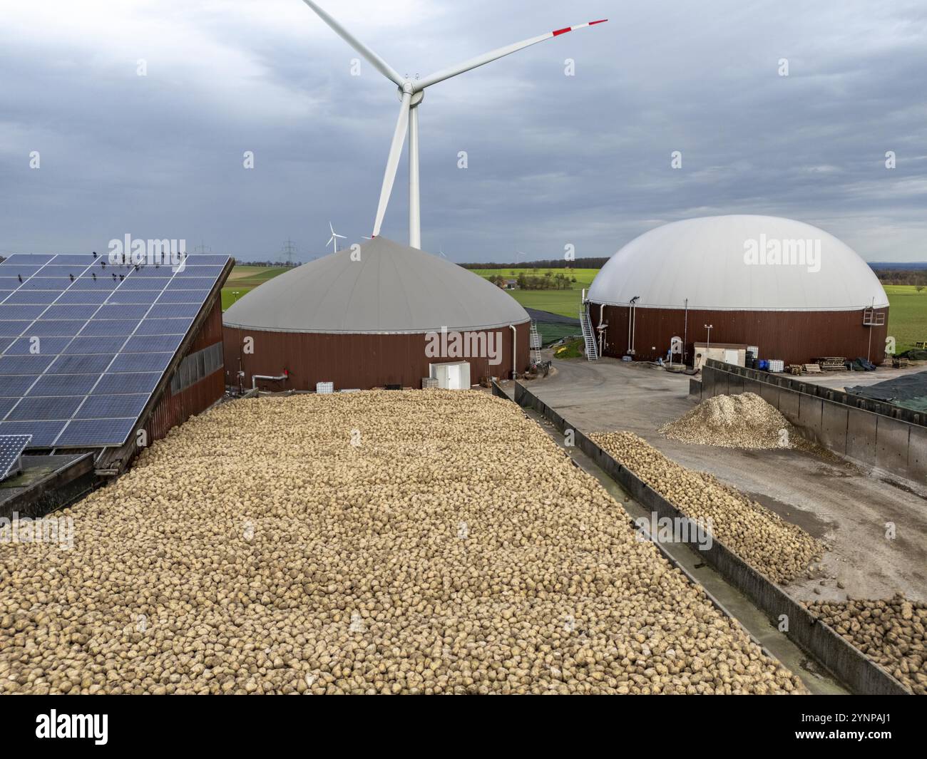 Biogas plant produces gas from various biomass, here the sugar beet store, the electricity is produced in combined heat and power plants with the biog Stock Photo