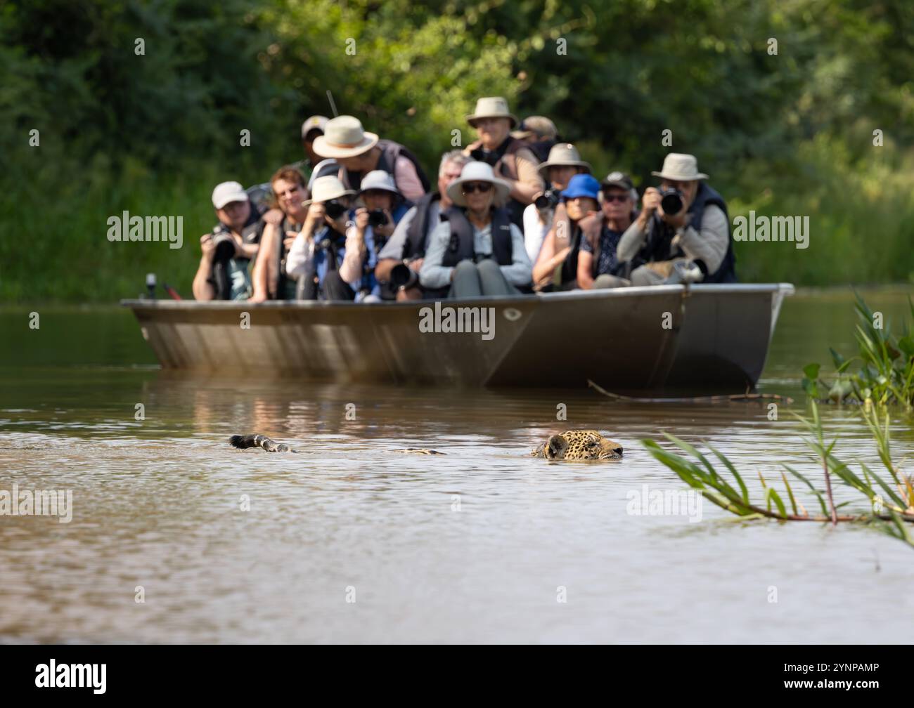 Tourists in a boat taking a photo of a Jaguar swimming; wildlife ... - Eco Events In South America