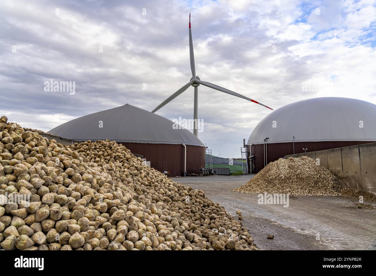Biogas plant produces gas from various biomass, here the sugar beet storage, the electricity is produced in combined heat and power plants with the bi Stock Photo