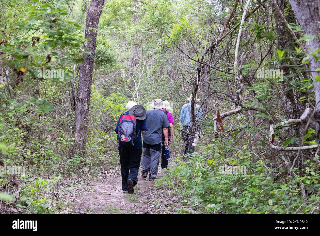 Pantanal Brazil tourists; a group of people walking in the Pantanal ...