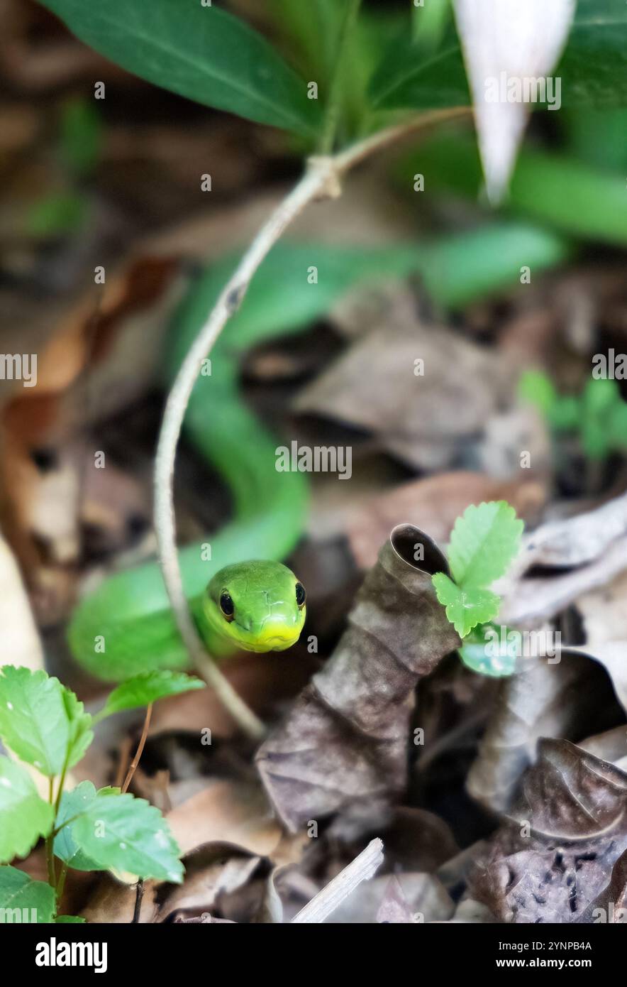 Parrot snake leptophis ahaetulla hi-res stock photography and images ...