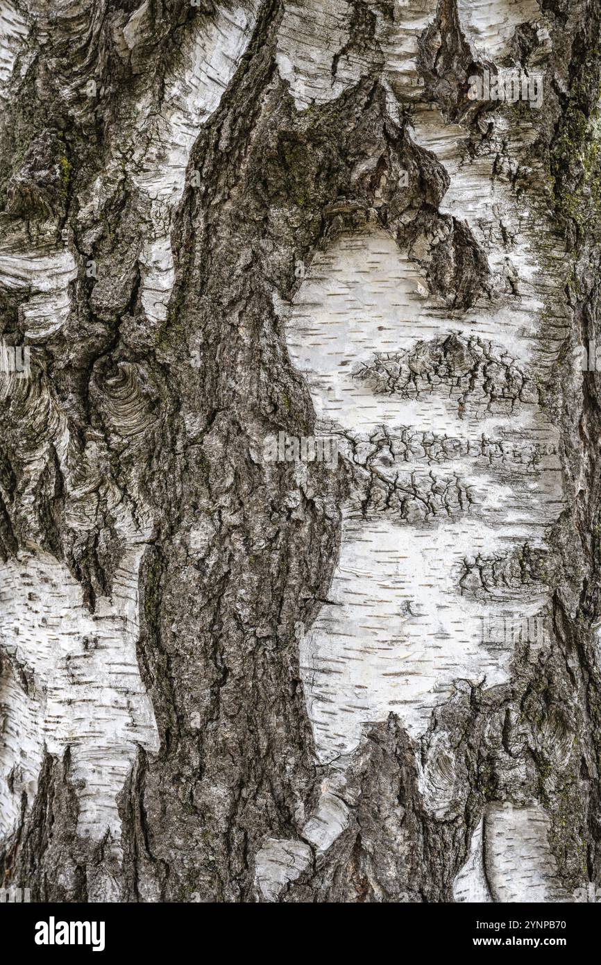 Tree bark, bark of a birch (Betula), full size, Germany, Europe Stock Photo
