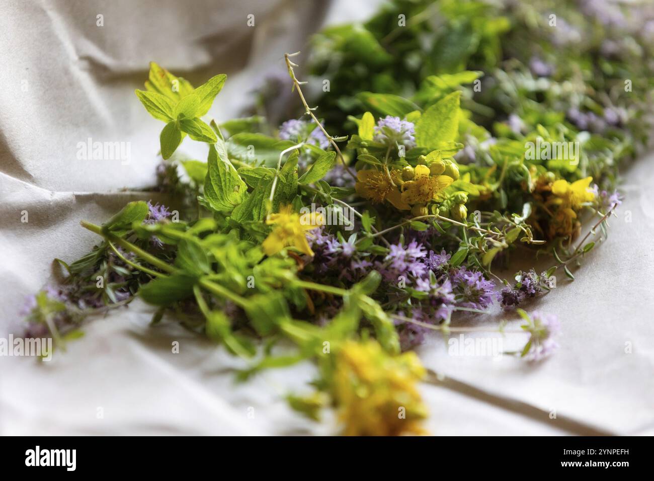Hypericum perforatum, St Johns wort and Thyme fresh flowers drying on the paper Stock Photo