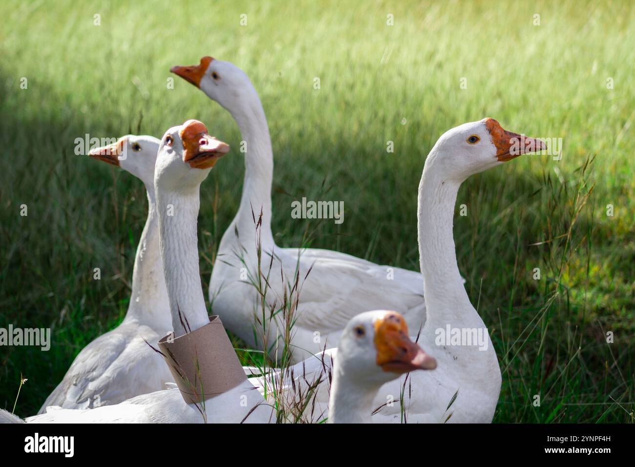 A Group of Ducks where one has a cardboard tube around the neck Stock ...