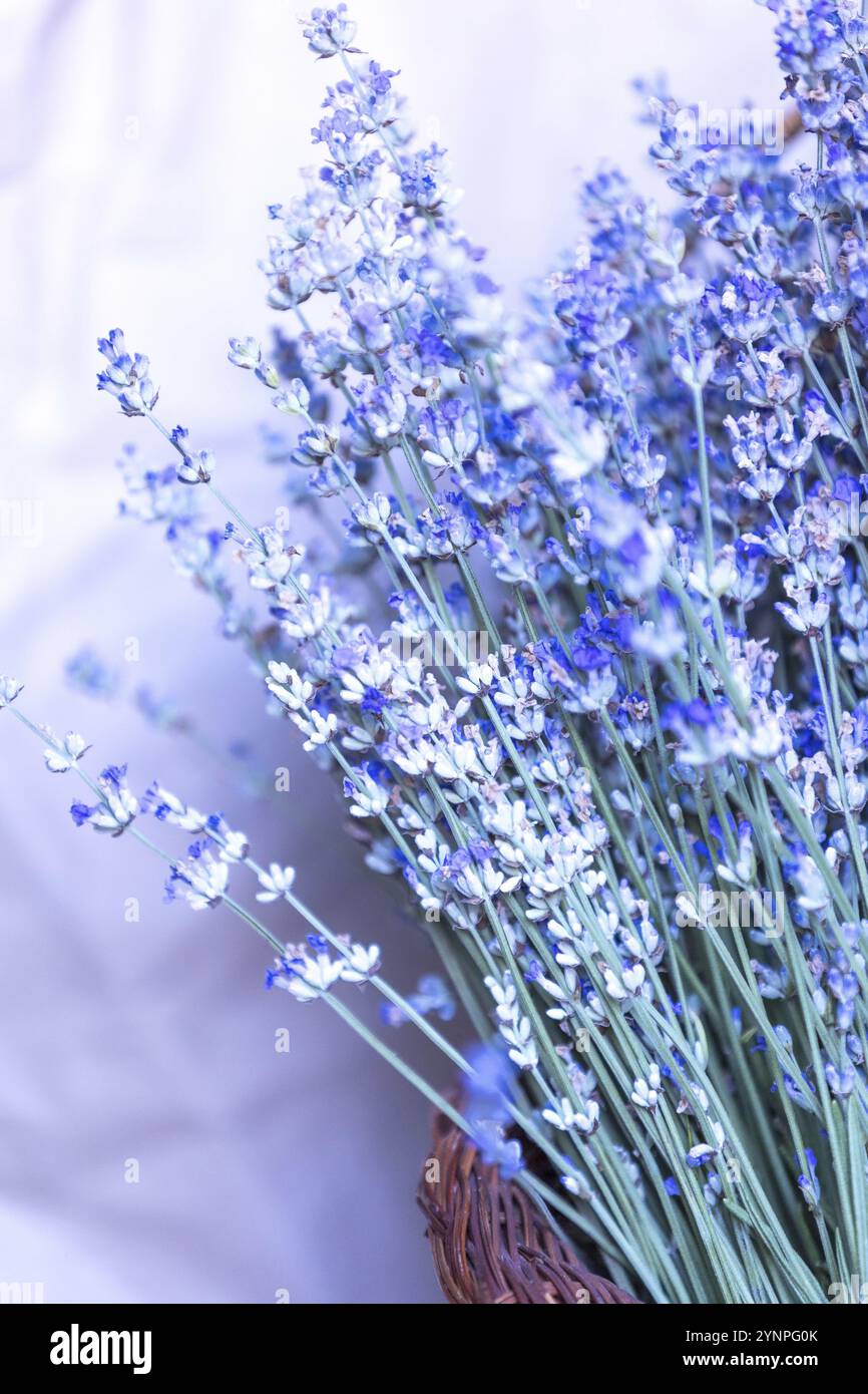 Lavender flowers soft focus hi-res stock photography and images - Alamy