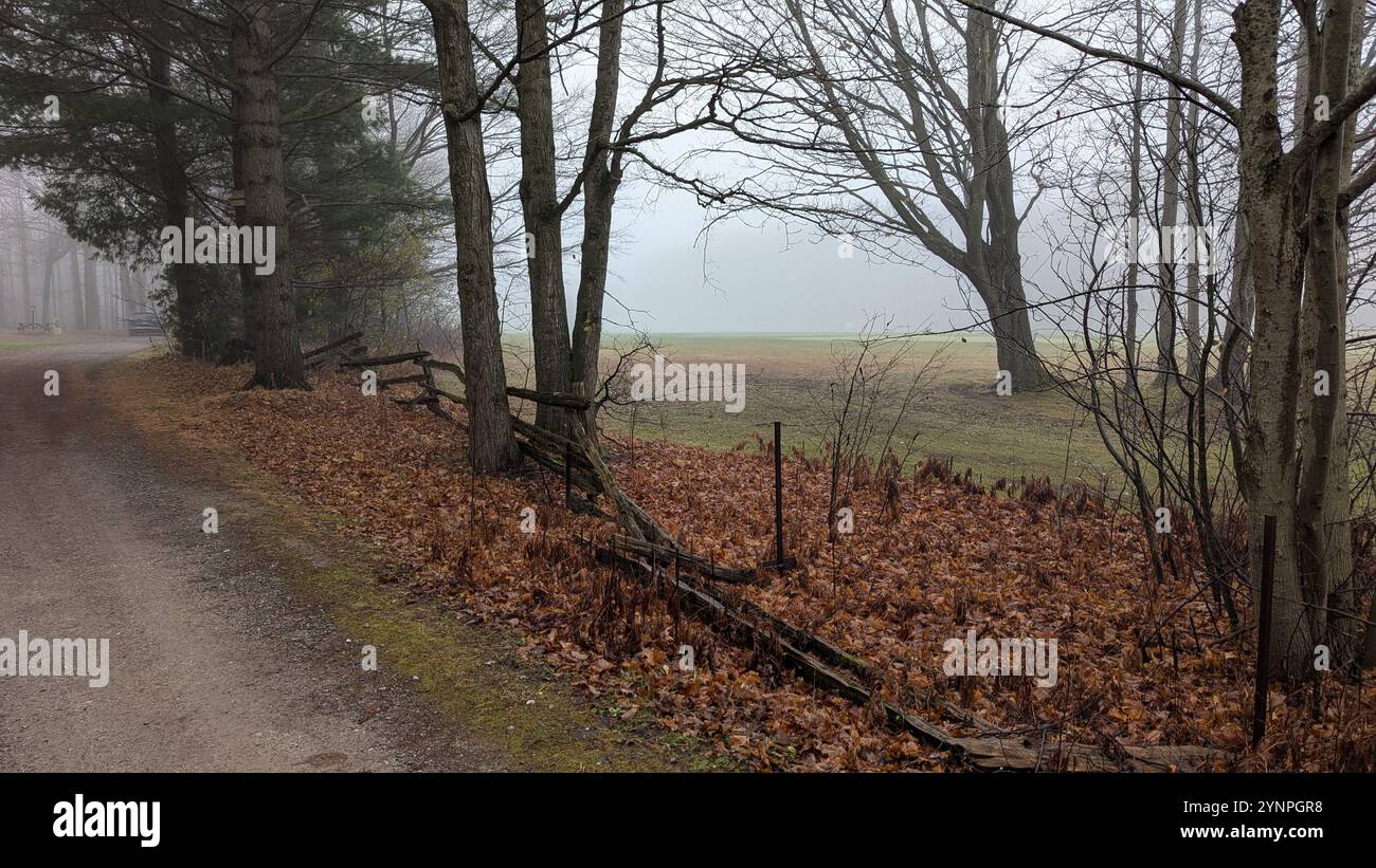Misty Morning - Smartphone Captured Stock Image