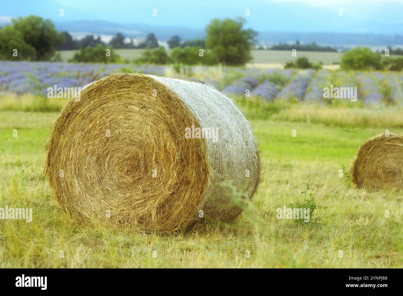 Field with rolls of hay and lavender rows, rural landscape Stock Photo ...
