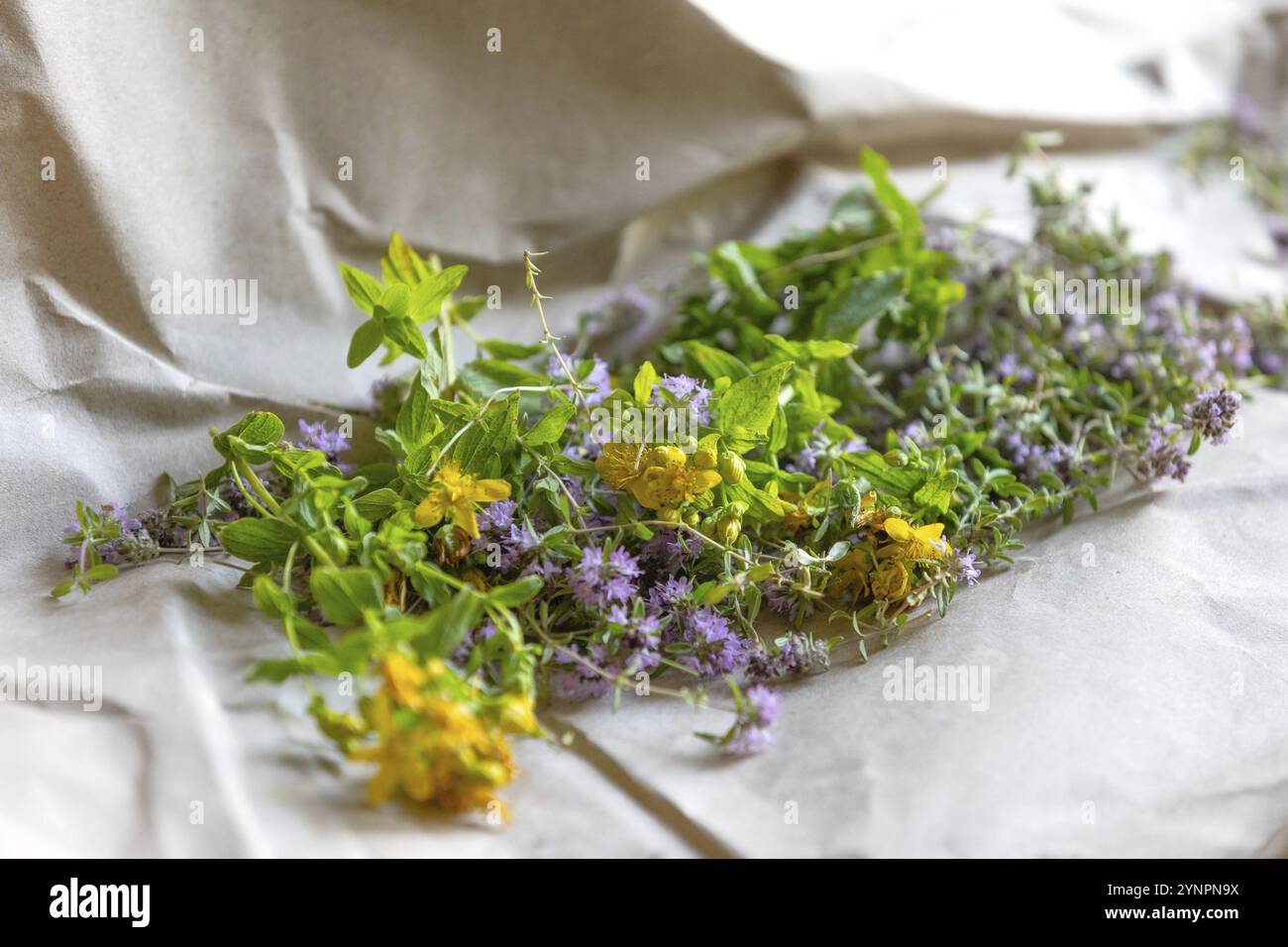Hypericum perforatum, St Johns wort and Thyme fresh flowers drying on the paper Stock Photo