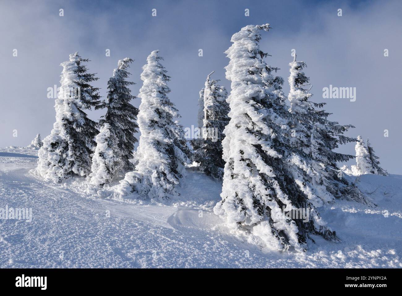 Fir trees under snow hi-res stock photography and images - Alamy