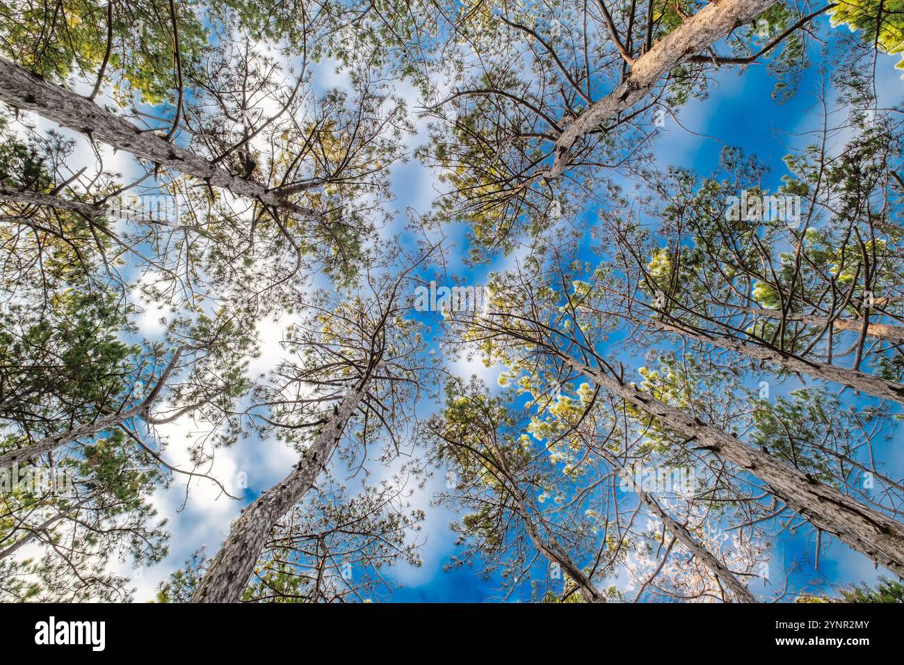 Bottom view pine trees hi-res stock photography and images - Alamy