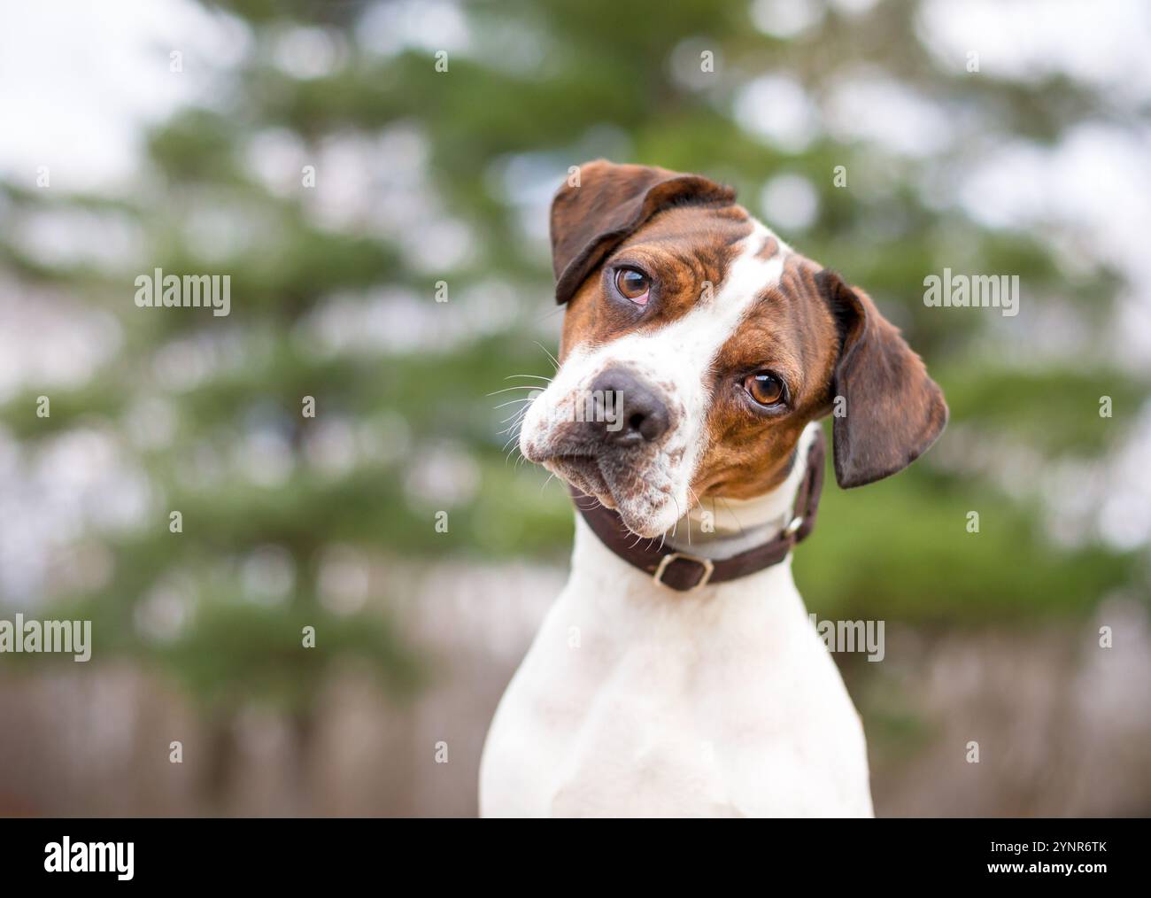 A brindle and white Jack Russell Terrier mixed breed dog looking at the  camera with a head tilt Stock Photo - Alamy, image size:1300x1014