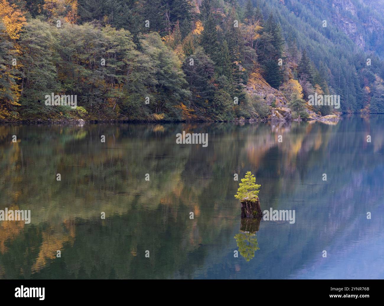 Solitary Pine Tree on a Lake Stock Photo