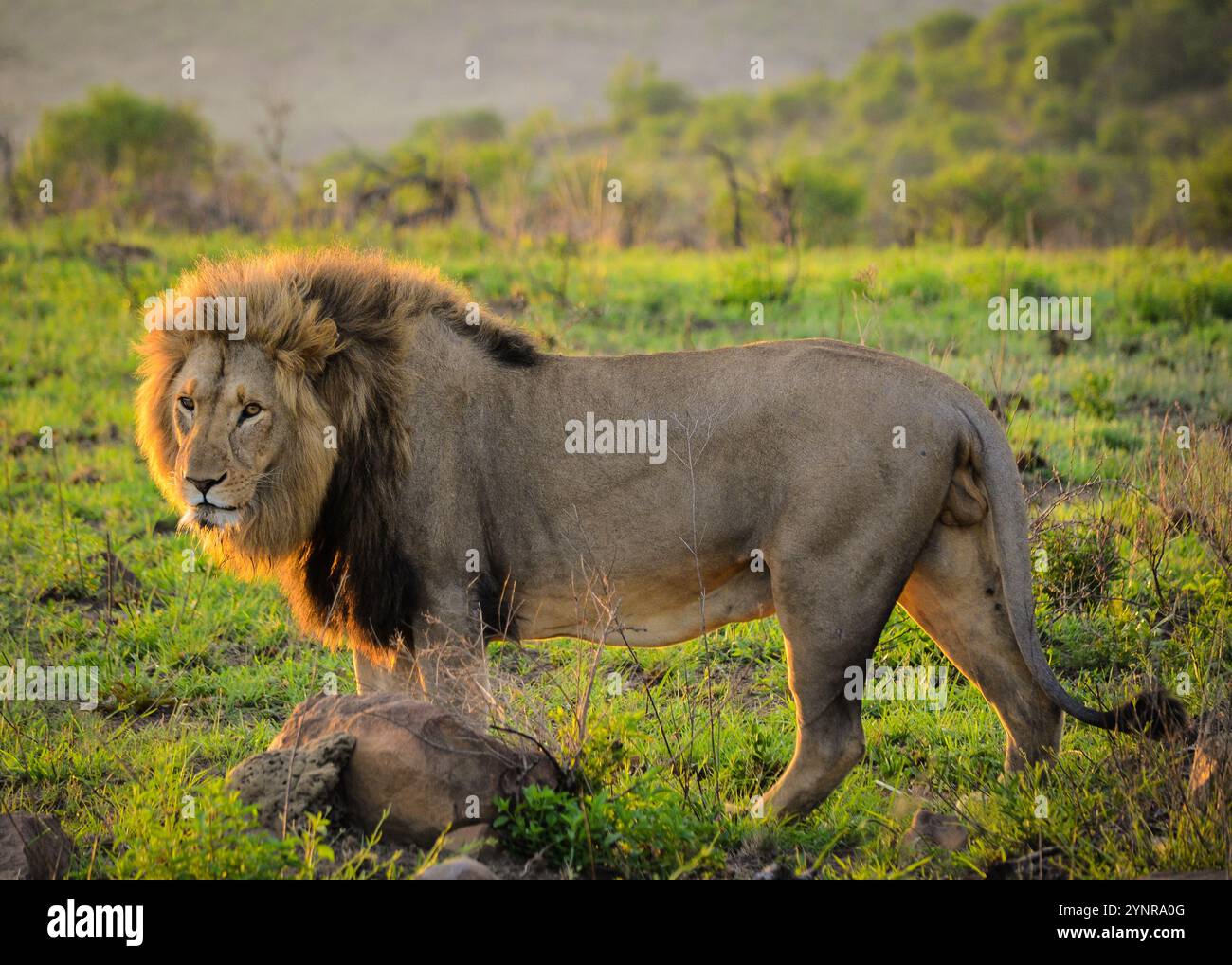 Male south african lion hi-res stock photography and images - Alamy