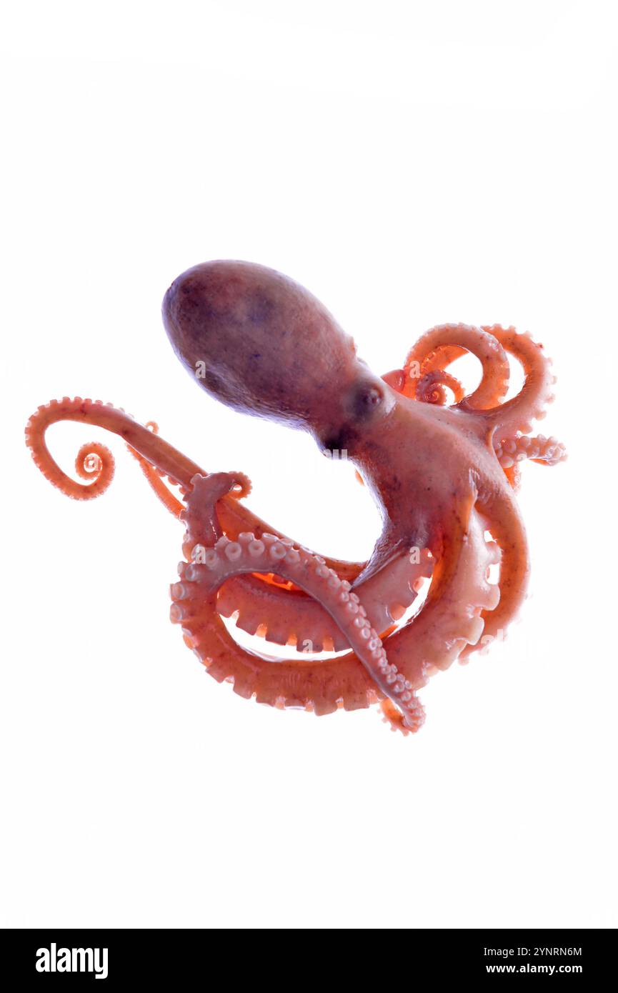 Octopus on a white background Stock Photo - Alamy