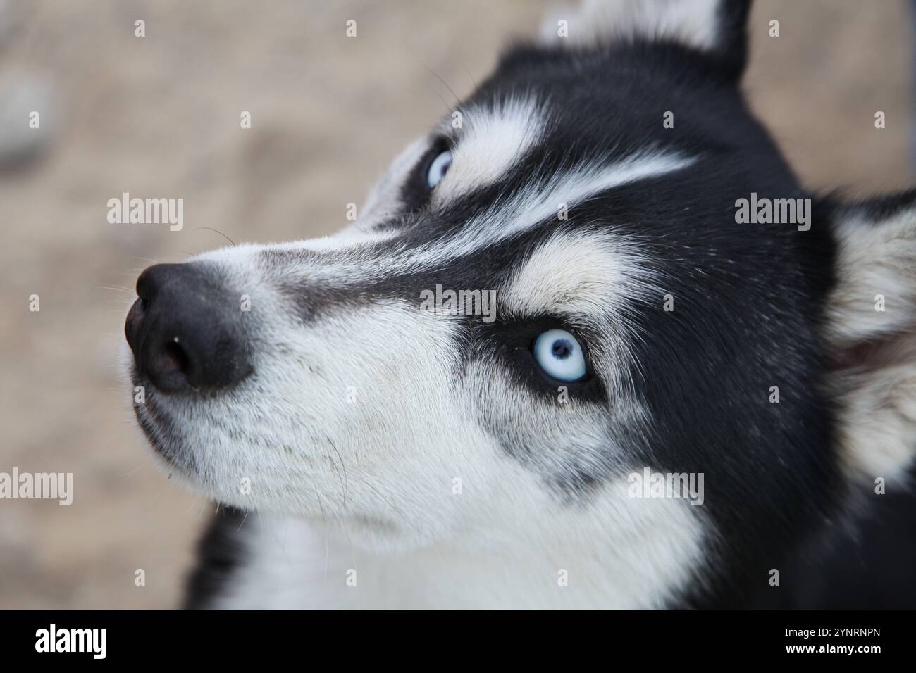 Alert face hi-res stock photography and images - Alamy