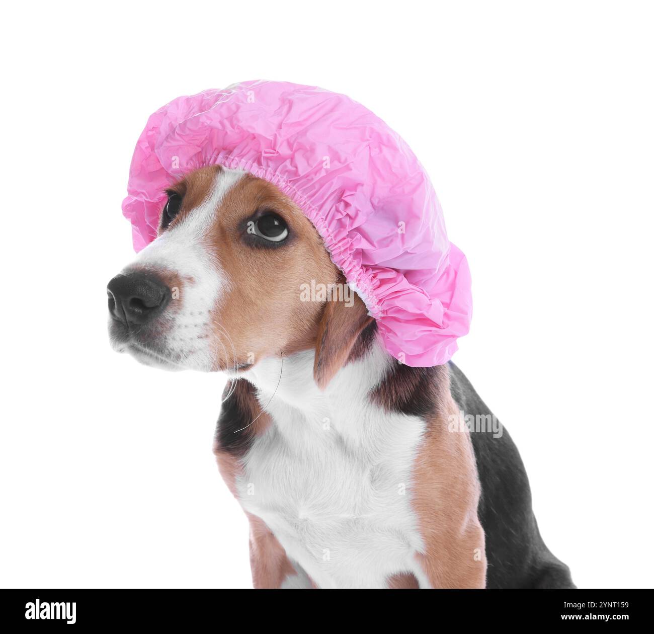 Dog With Shower Cap