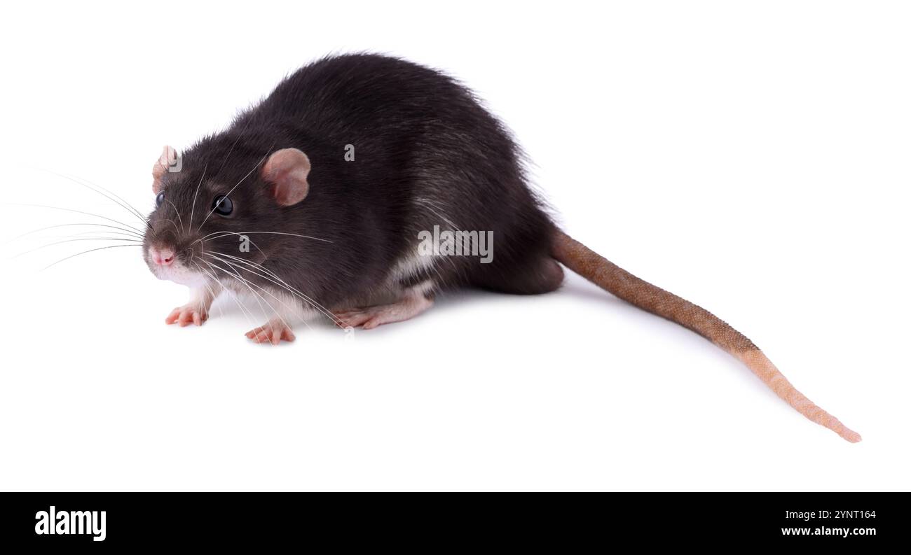 One rat on white background. Cute rodent Stock Photo - Alamy