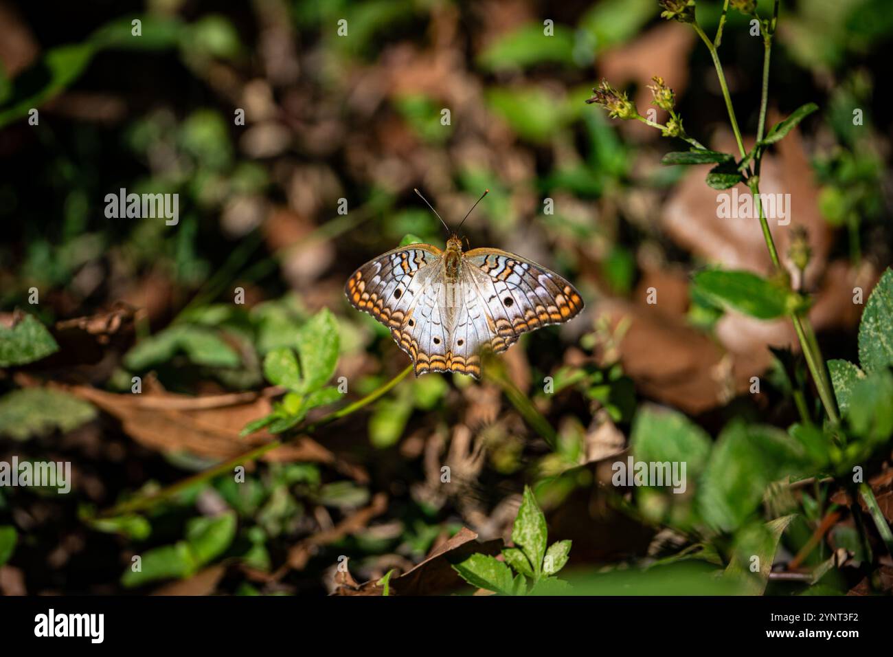 White Peacock butterfly resting on a plant Stock Photo - Alamy