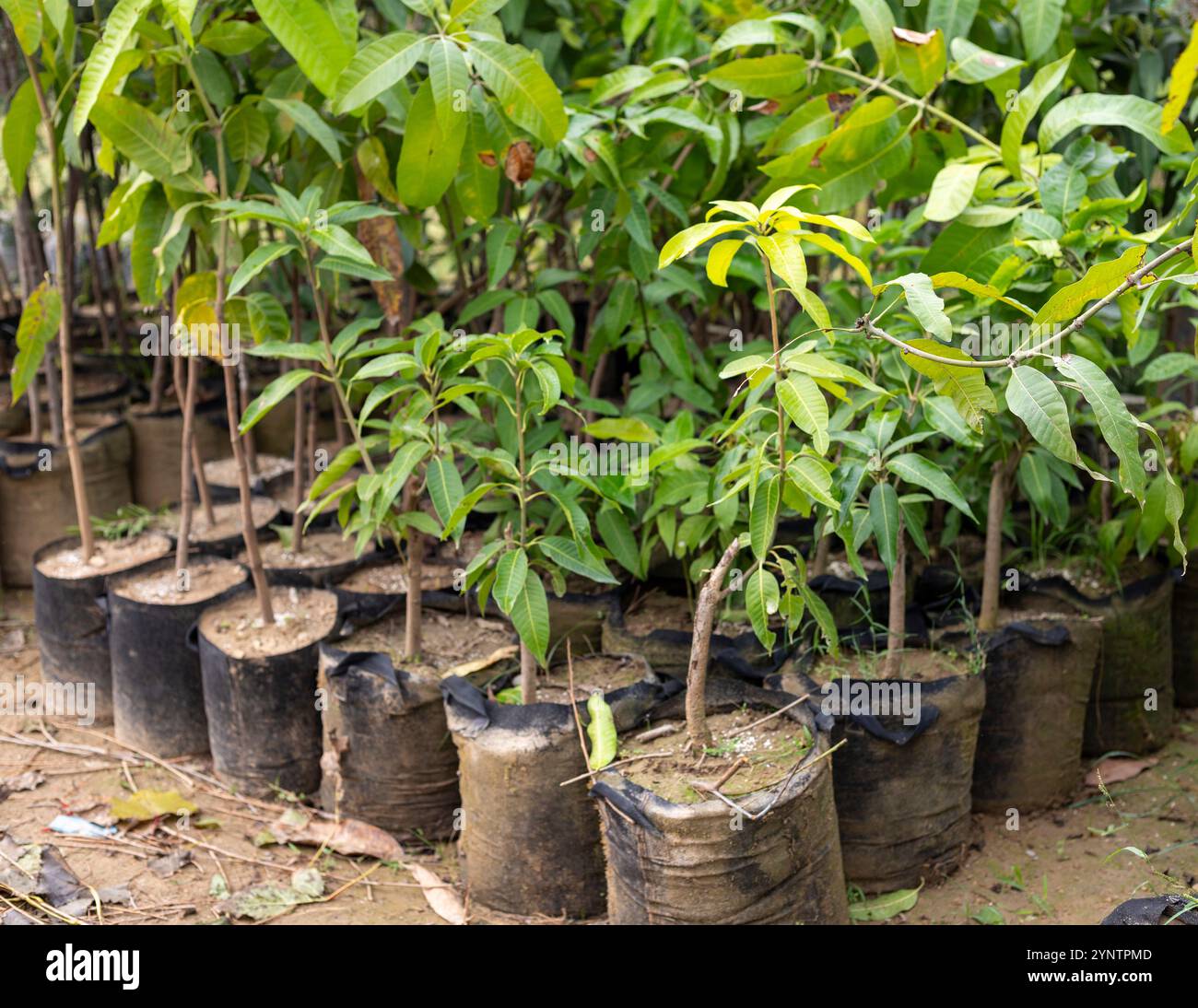 Mango trees mango orchard hi-res stock photography and images - Alamy
