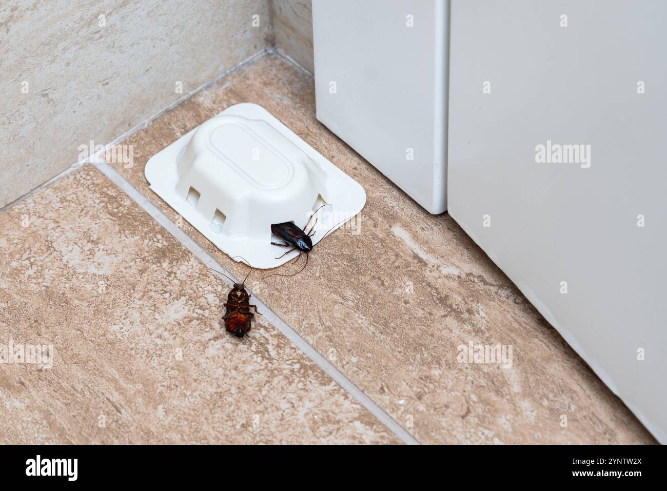 An effective cockroach trap in action, ensuring a pest-free and